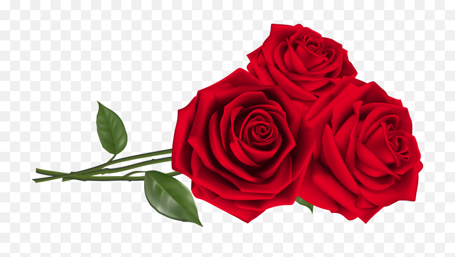 Rose Png Flower Images Free Download - Valentine Roses Png,Rose Png Hd