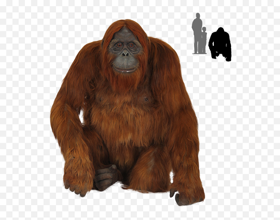 Old Orangutan Images Transparent Background 48065 - Free Transparent Orangutan Png,Monkey Transparent Background