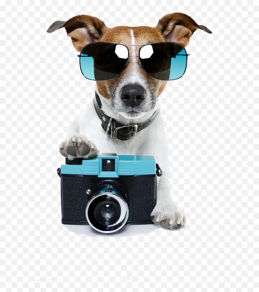 Hd Casey Neistat - Pet Photo Shoot Fundraiser Png,Casey Neistat Png