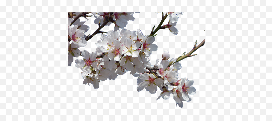 Cherry Blossom Tree Background Clipart Png Images Branch