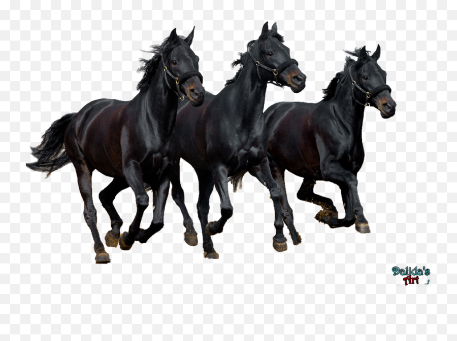 Download Horses Png - Horses,White Horse Png