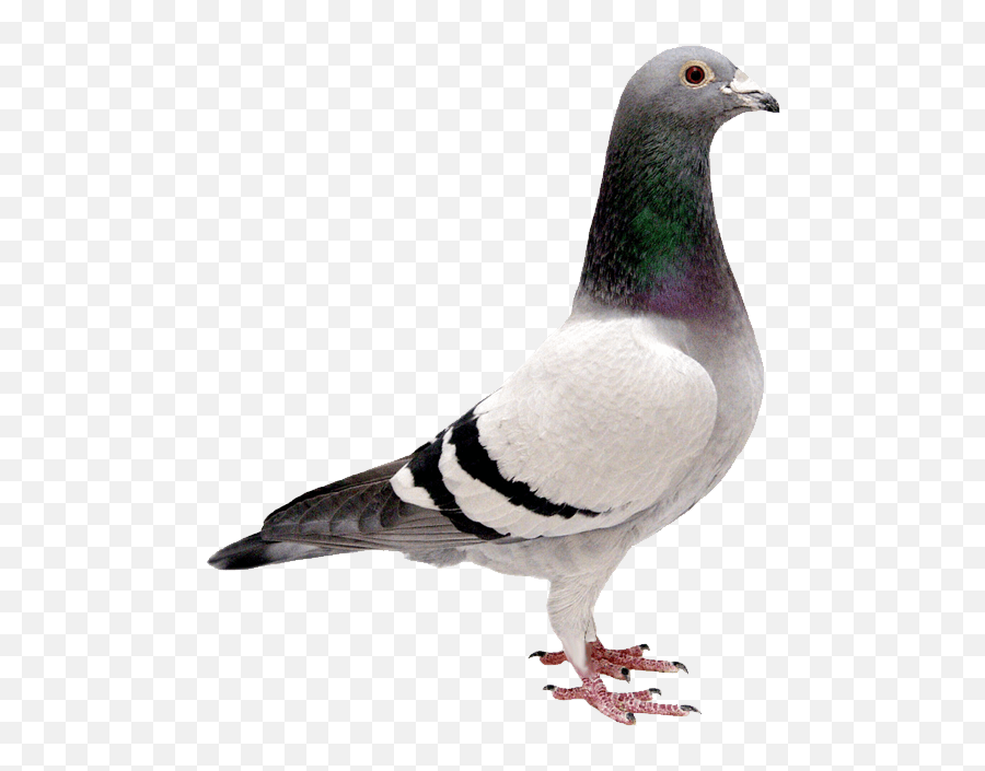 Pigeon Transparent Background Bird Image Free Png Images - Transparent Background Pigeon Transparent,Stock Photo Png