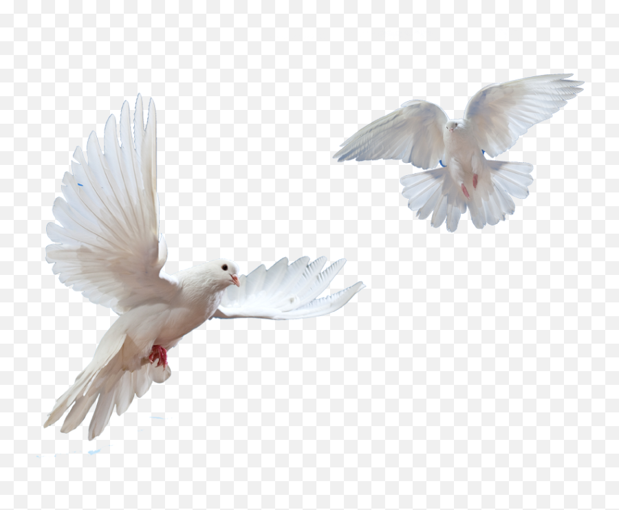 Dove Png Images Transparent - Doves Flying Transparent Background,Dove Transparent