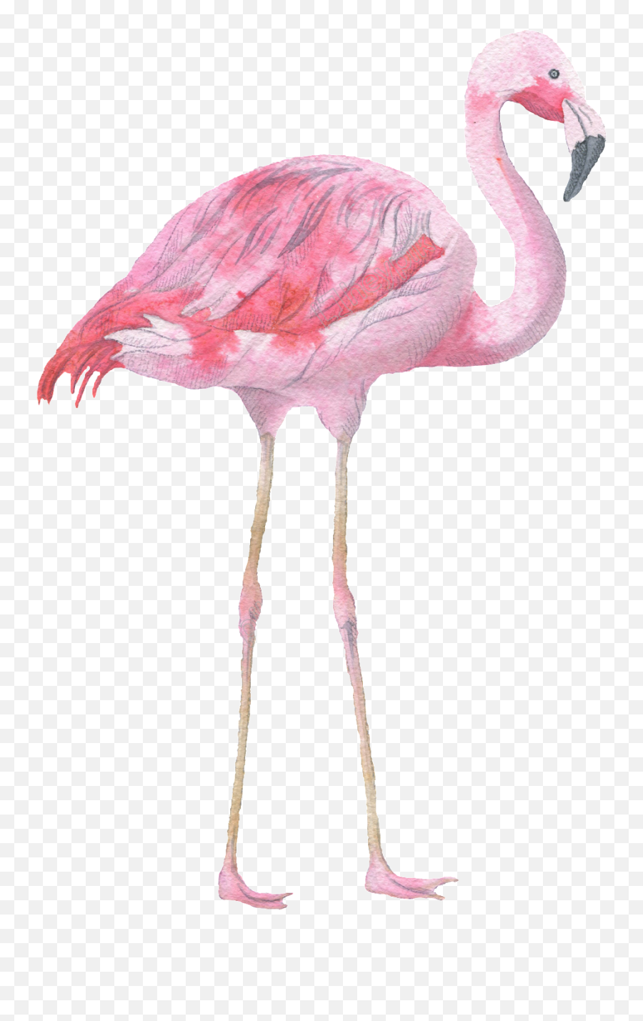 Download Pink Flamingo Watercolor Transparent Decorative - Watercolour Flamingo Png,Flamingo Transparent Background