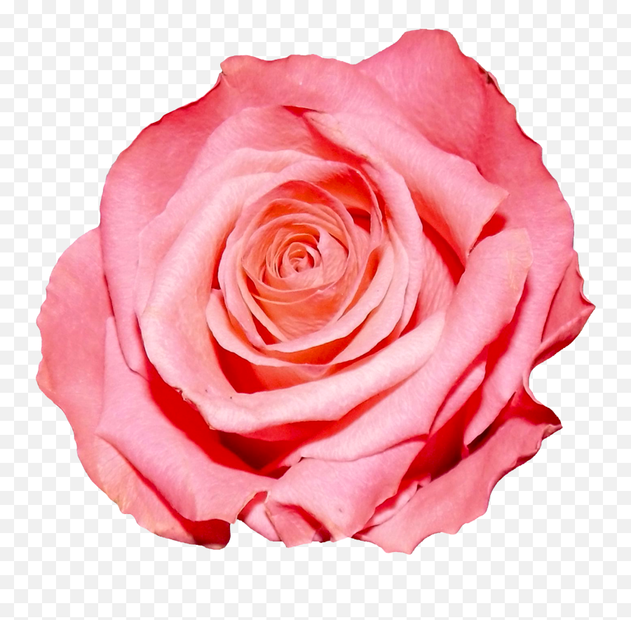 Red Rose Png Image - Pink Flower Png Transparent Background,Red Rose Png