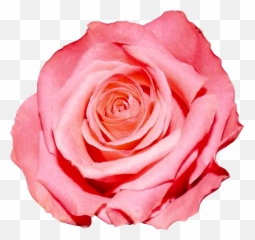 Red Rose Png Image - Pink Flower Png Transparent Background,Red Rose Png