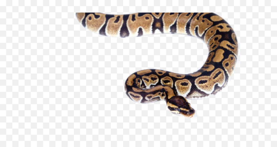 Snakes - Water Moccasin Snake Png,Venom Snake Png