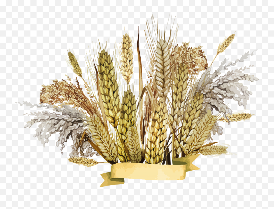 Png Background - Millet Png,Wheat Transparent Background