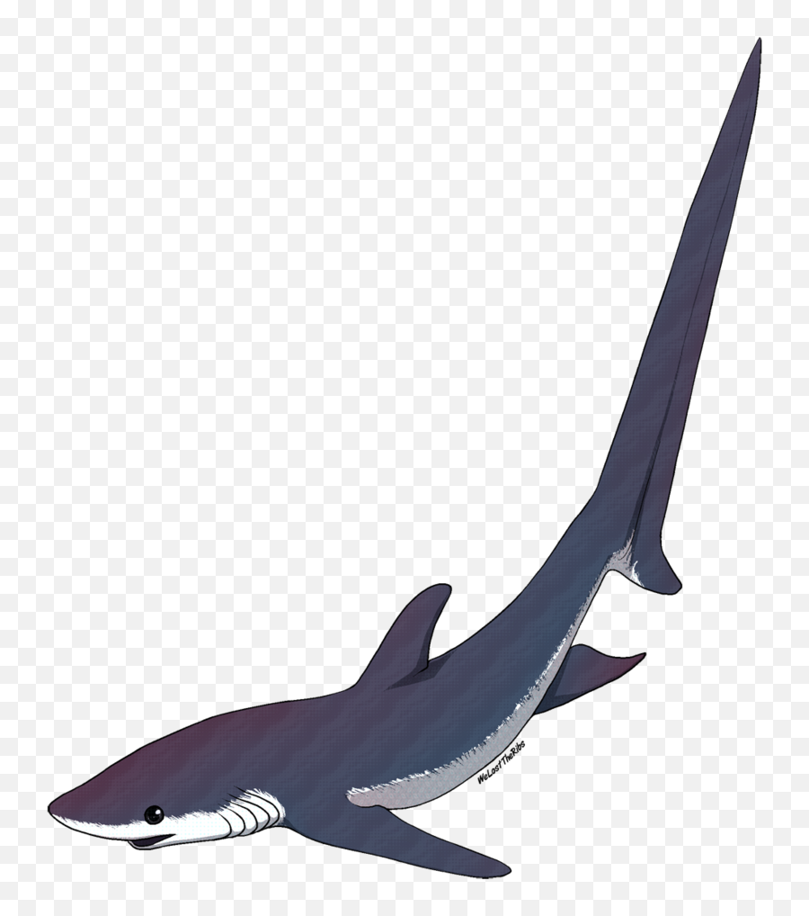 Thresher Shark Silhouette Png - Thresher Shark Clipart,Shark Silhouette Png
