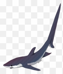 Thresher Shark Silhouette Png - Clipart