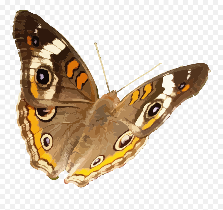 Buckeye Butterfly Vector Image Free Svg - Common Buckeye Png,Butterfly Vector Png