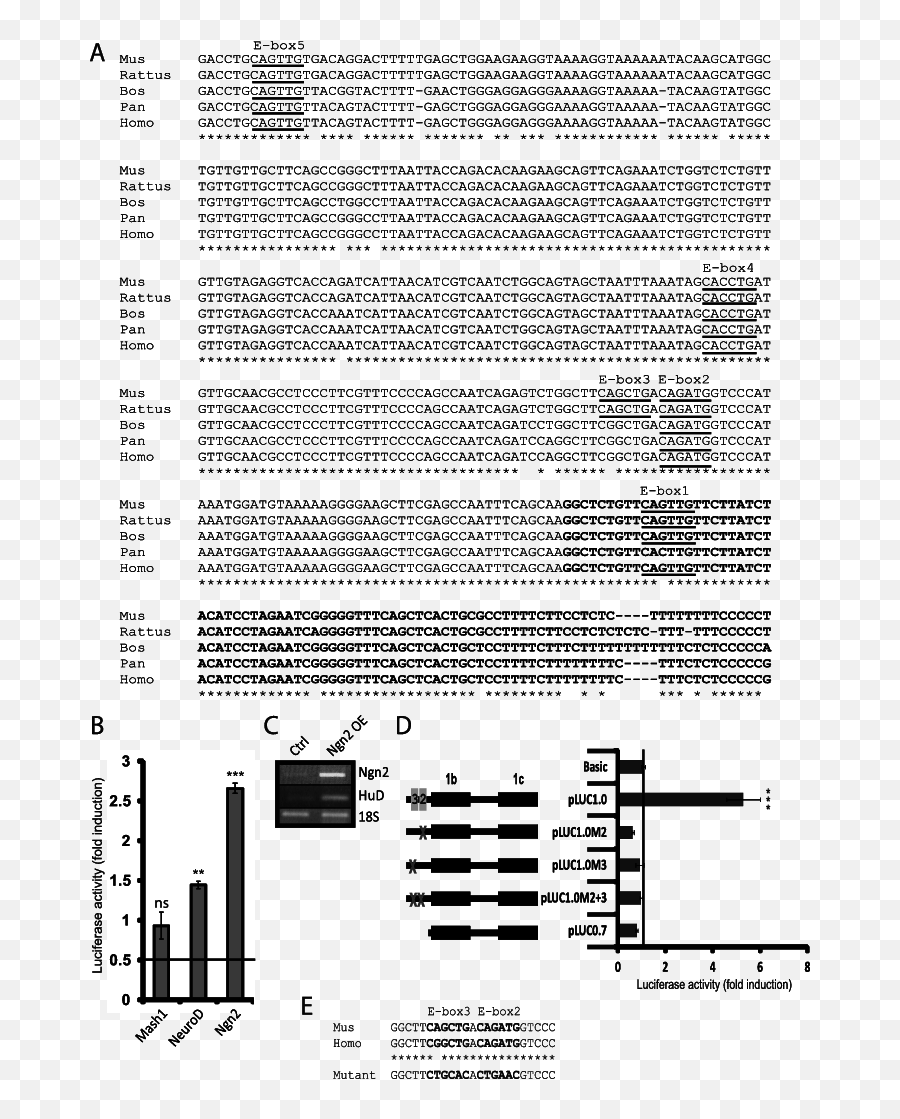 Ngn2 Promotes Reporter Activity Via Two E - Boxes In The Hud Document Png,Hud Png