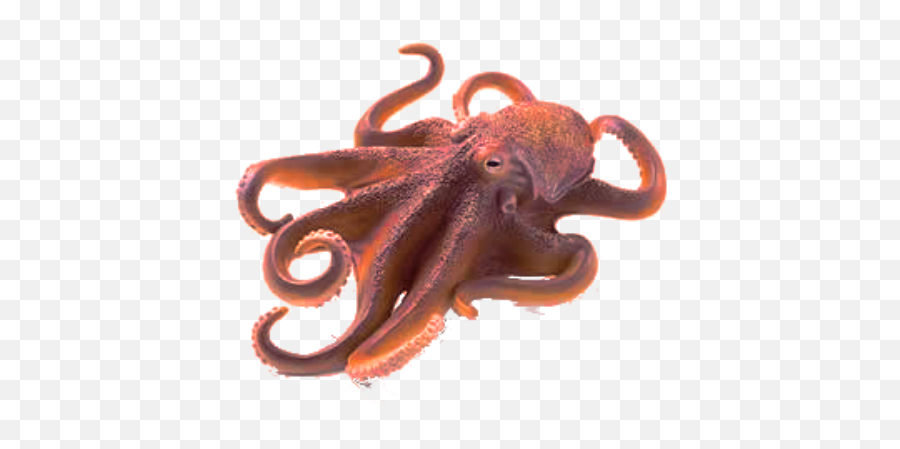 Path Of The Sea Totem Warrior - Real Octopus No Background Png,Octopus Transparent Background