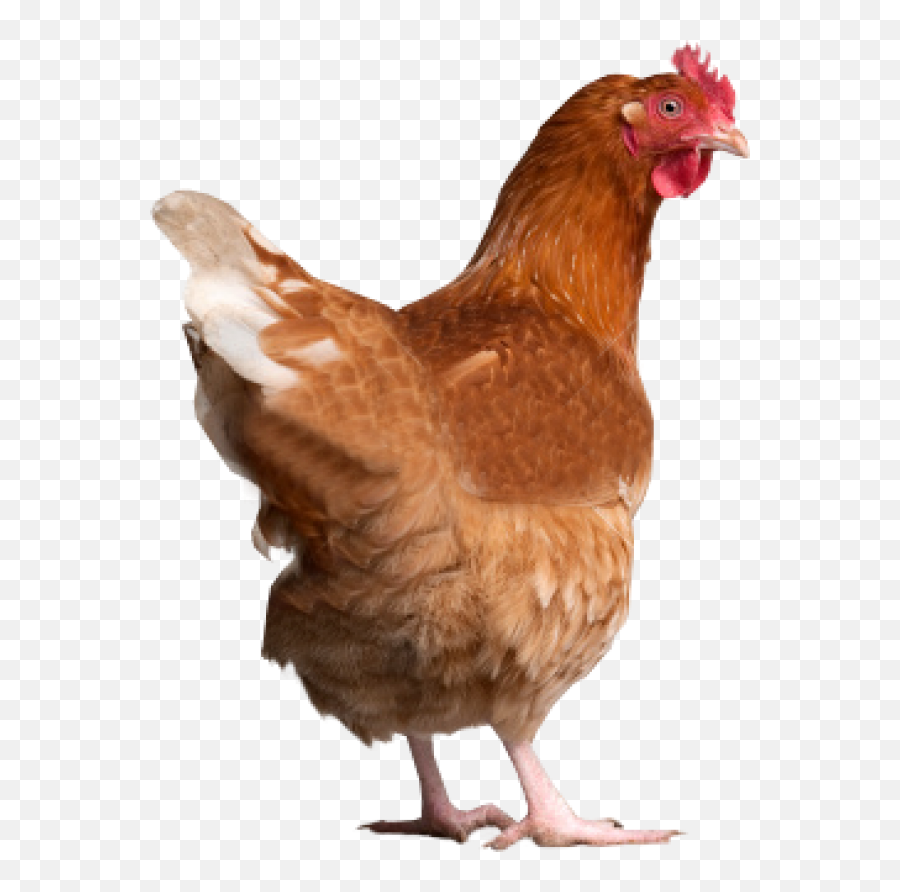 Free Transparent Png Images On Chicken Head