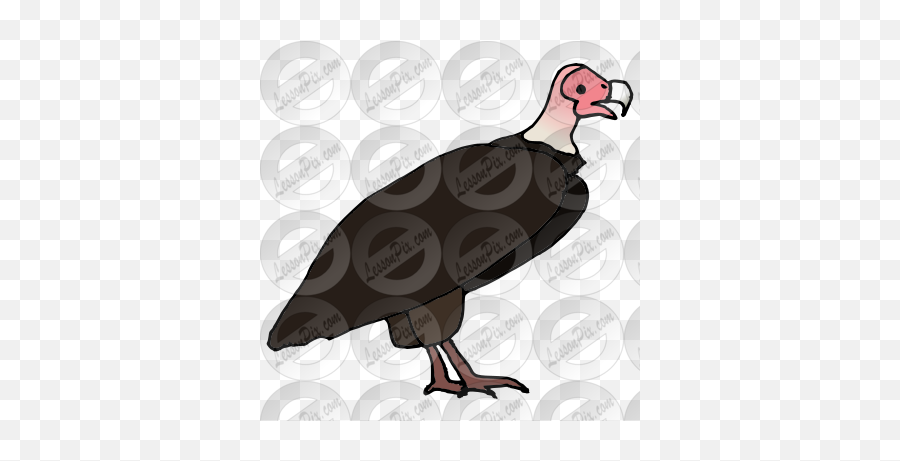 Lessonpix Mobile - Turkey Vulture Png,Vulture Png