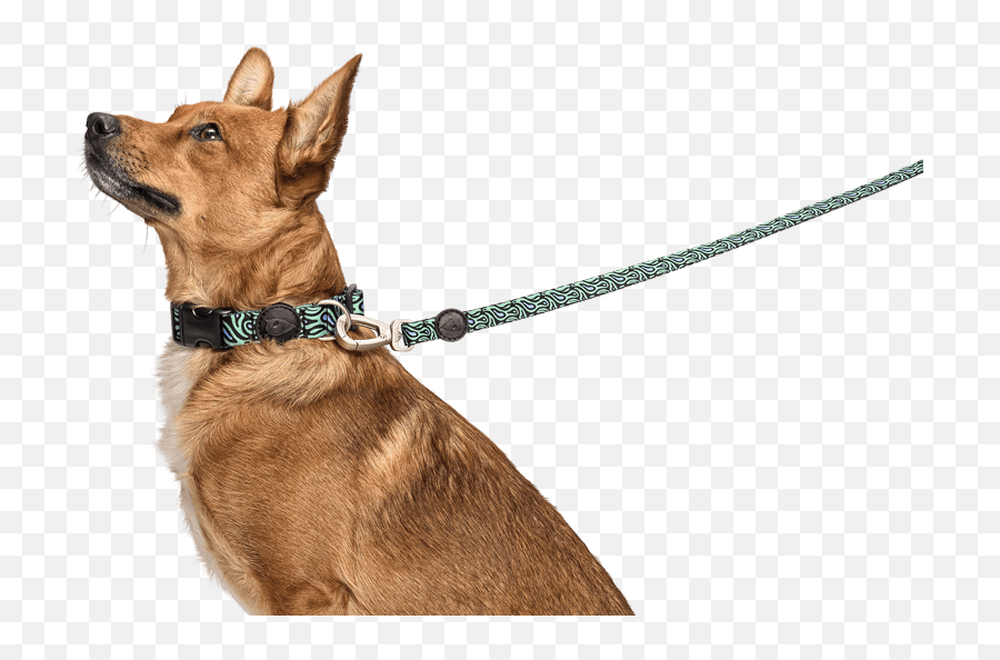 The Dog Leash That Expresses - Guard Dog Png,Leash Png