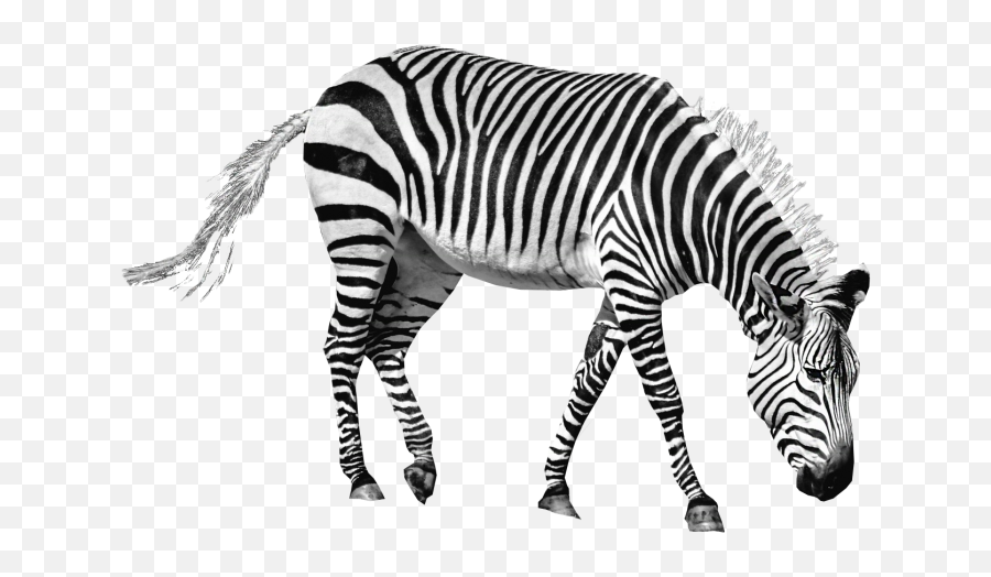 Zebra Png Image - Zebra Transparent,Zebra Transparent Background