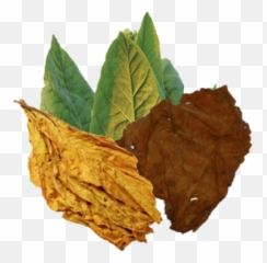 Tobacco Plant Png Picture - Nicotiana Tabacum Png,Tobacco Png