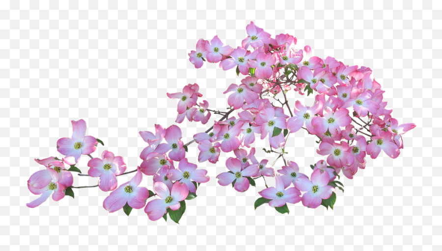 Blossom Pink Dogwood - Butterflies Flowers Transparent Background Png,Dogwood Png