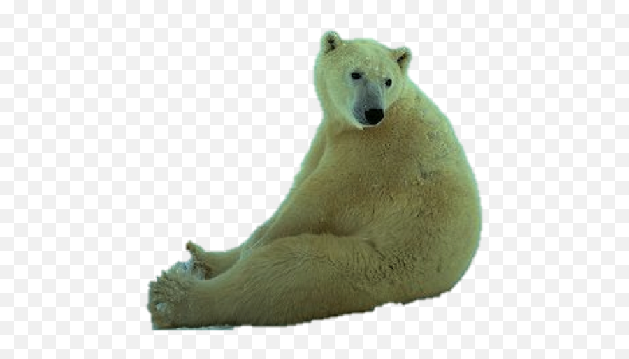 Polar Bears Bear En Mammals Glogster Edu - White Bear Sit Png,Ice Bear Png