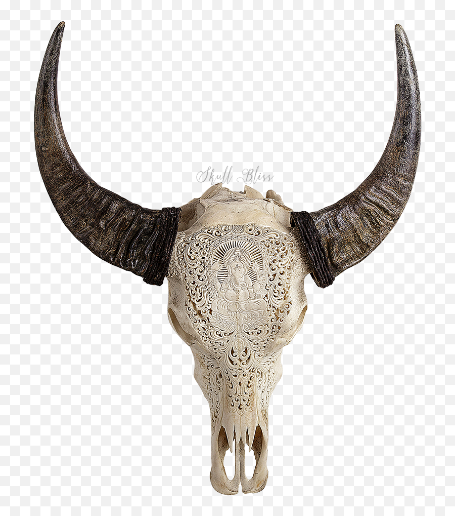 Human Skull Symbolism Horn American Bison Cattle - Skull Png Tanduk Png,Cow Skull Png
