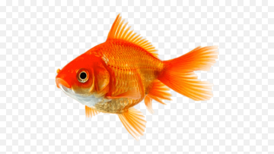 Single Goldfish Transparent Png - Zlatna Ribica,Goldfish Transparent