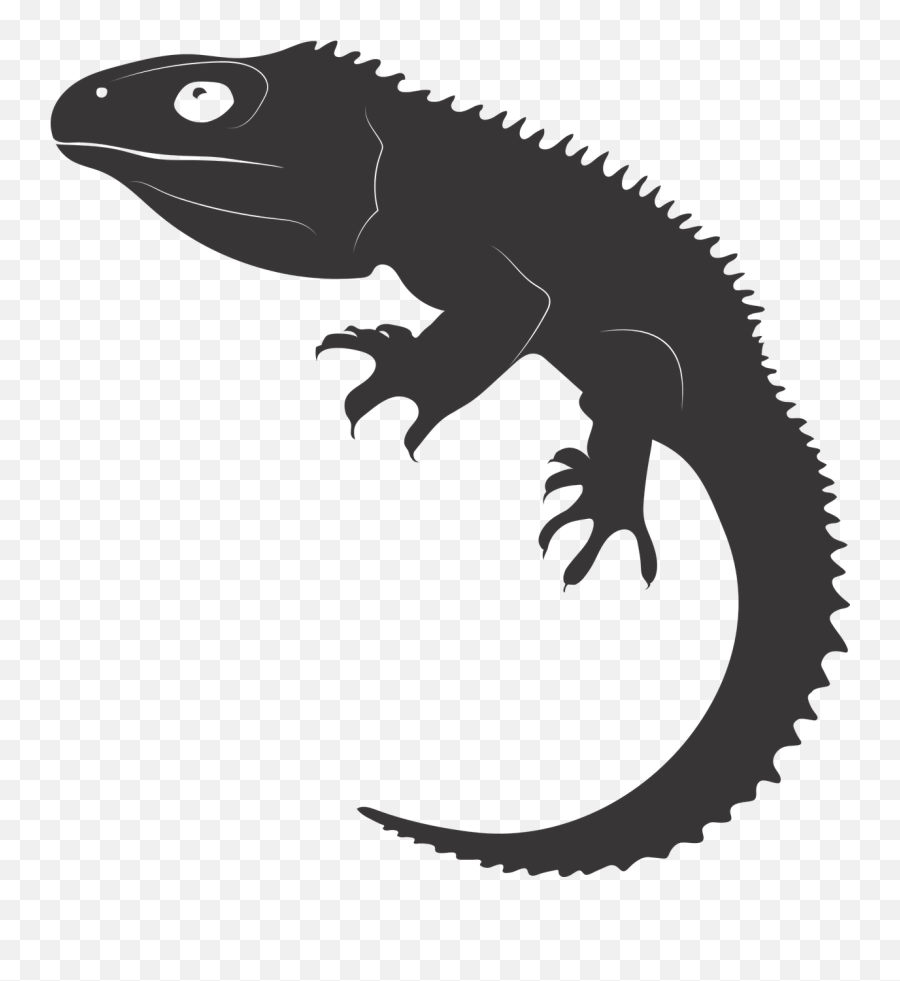 Tuatarareptileancient Reptileliving Fossilnew Zealand - Reptiles Svg Free Png,Lizard Transparent