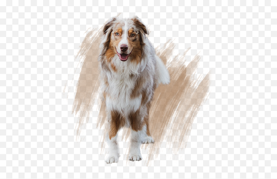 Gutenberg Shape Divider Block - Responsive Block Editor Addons Northern Breed Group Png,Australian Shepherd Icon