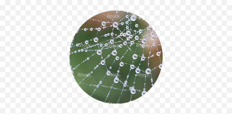 Cobweb - Coveredindew Whs Do Spiders Make Their Web Png,Cobweb Png