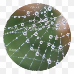 Cobweb - coveredindew WHS Do Spiders Make Their Web png