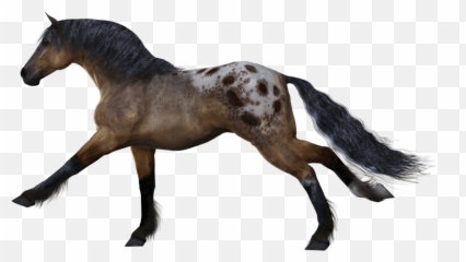 White Horse Png Image Download Picture - Transparent Background Horses