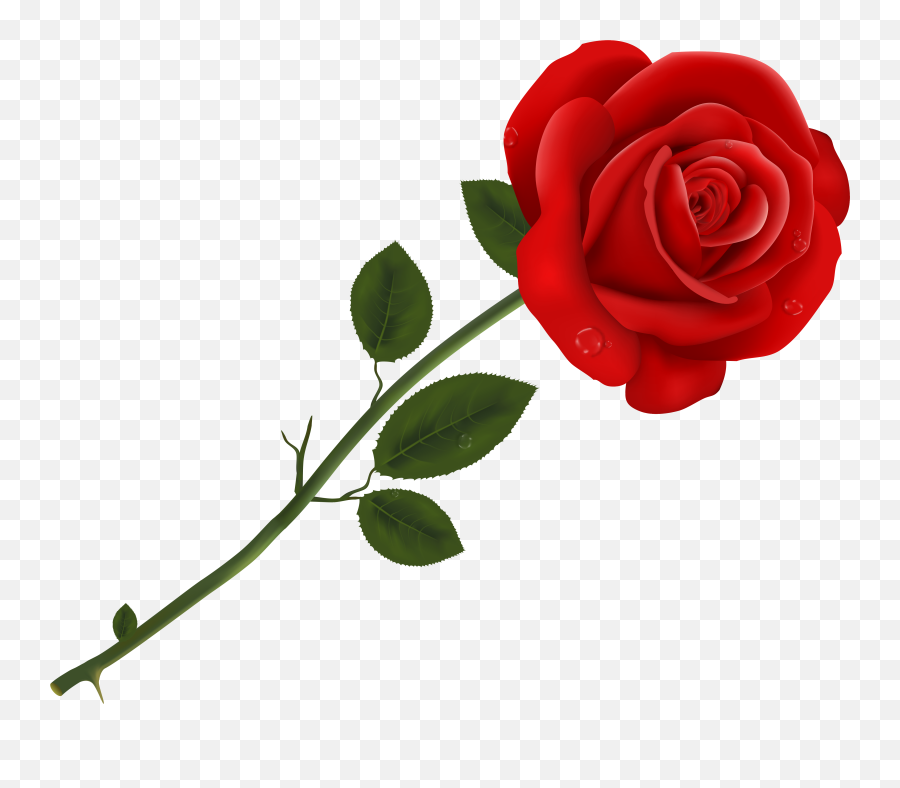 Lancaster Tea Red Rose Pizzeria - Clipart Rose Transparent Background Png,Red Rose Png