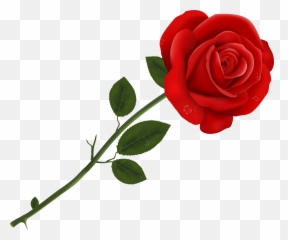 Lancaster Tea Red Rose Pizzeria - Clipart Rose Transparent Background Png,Red Rose Png