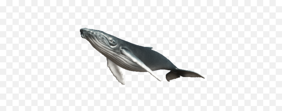 P3d - Grey Whale Png,Humpback Whale Png