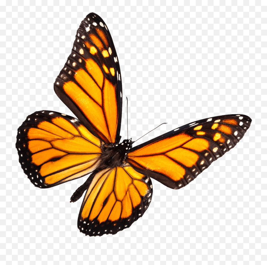 Mariposa Volando Png - Monarch Butterfly Transparent Background,Monarch Butterfly Png