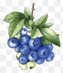 Bh - Blueberries Berkeley Horticultural Nursery Berkeley Blueberry On Bush Transparent Png,Blueberries Png