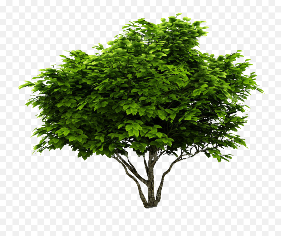 Cutout Plant Shrub - Photoshop Maple Tree Png,Shrubbery Png