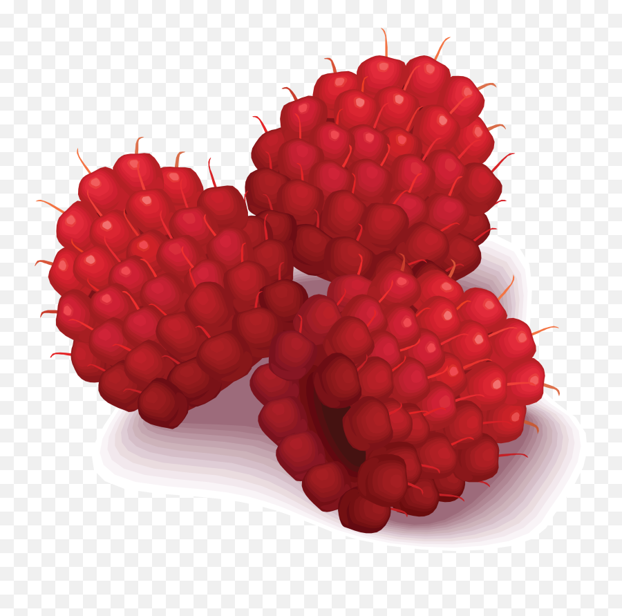 Rasberry Drawing Png Image - Raspberries Clip Art,Raspberries Png