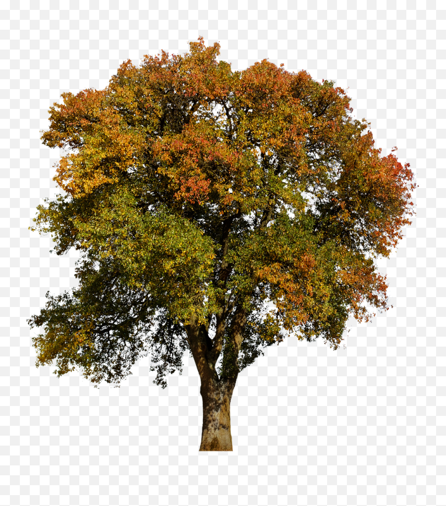 Tree Autumn Leaves Aesthetic Colorful Tribetree - Aesthetic Autumn Png,Fall Png