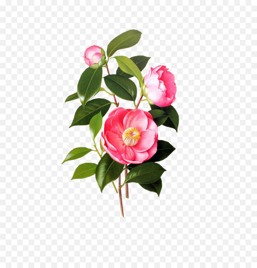 Download Flower Pink Spring Png Overlay Free Kpopedit Edits - Camellia Japonica Illustration,Flower Overlay Png