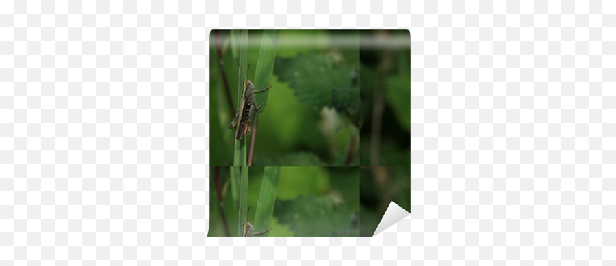 Jiminy Cricket Wallpaper U2022 Pixers We Live To Change - Macro Photography Png,Jiminy Cricket Png