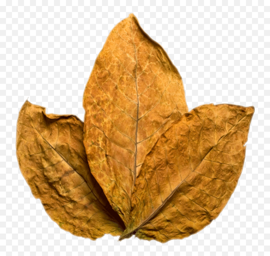 Tobacco Png Image - Tobacco Leaf Transparent Background,Tobacco Png