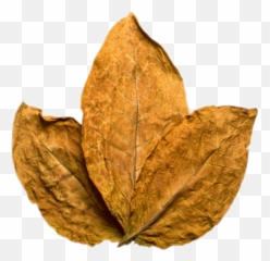Tobacco Png Image - Tobacco Leaf Transparent Background,Tobacco Png