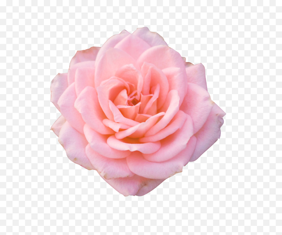 Pink Rose Png Transparent - Aesthetic Pink Rose,Pink Roses Png