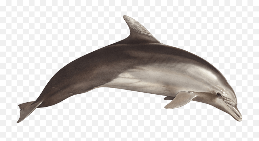 Download Tethys Research Institute - Bottlenose Dolphin Png Transparent Bottlenose Dolphin Png,Dolphin Png