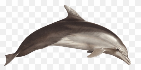 Download Tethys Research Institute - Bottlenose Dolphin Png Transparent Bottlenose Dolphin Png,Dolphin Png
