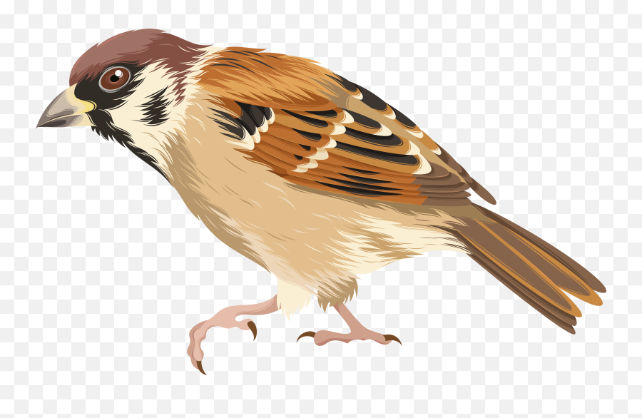 Free Sparrow Clipart Download Clip Art - Clipart Image Of Sparrow Png,Jack Sparrow Png
