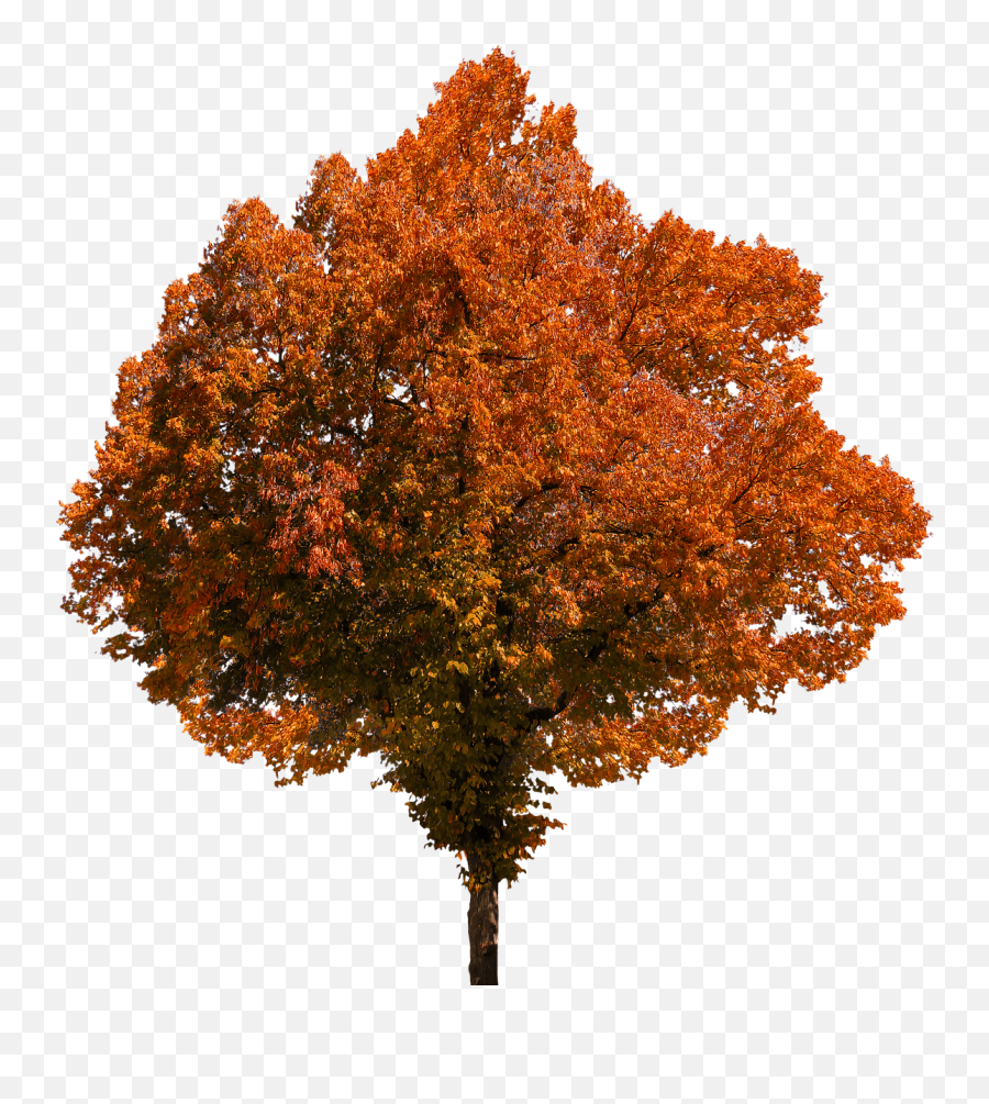 Autumn Tree - Fall Tree Transparent Background Transparent Fall Trees Png,Transparent Background Tree