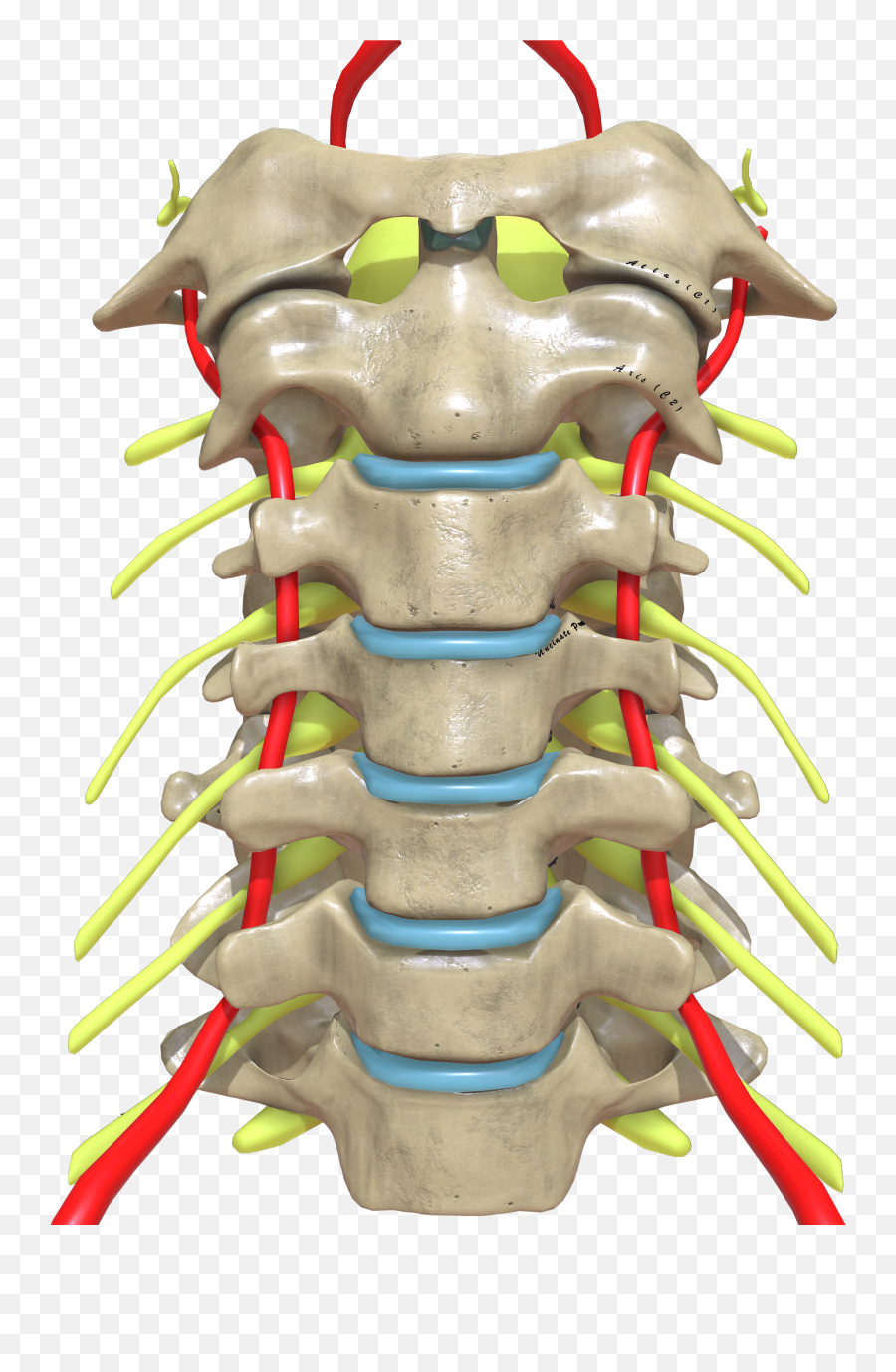 Cervical Spine Anterior View Png