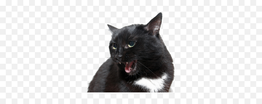 Angry Cat Png Download Image - Angry Cat Png,Angry Cat Png